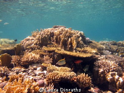 Coral reef by Laura Dinraths 